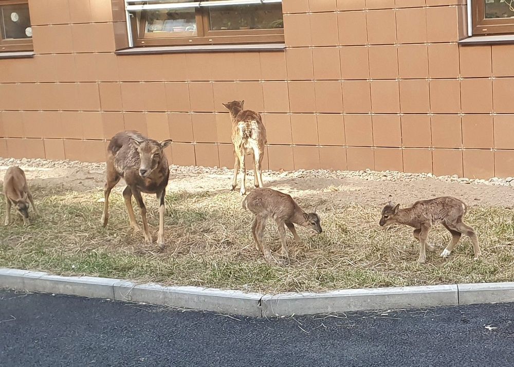 V IKEMu se opět „rodí“ mufloni