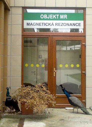 Nečekaní návštěvníci - pávi na MR